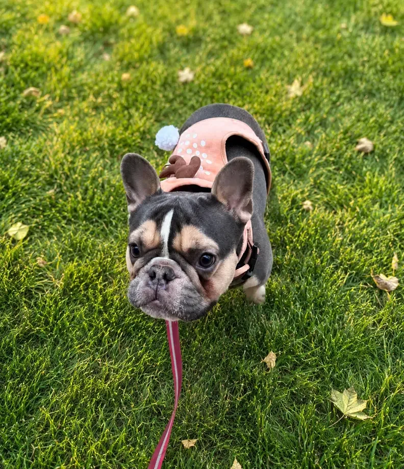 Aaron Shapiro dog
