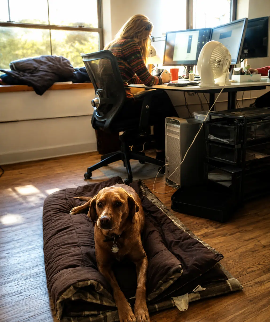 dog
